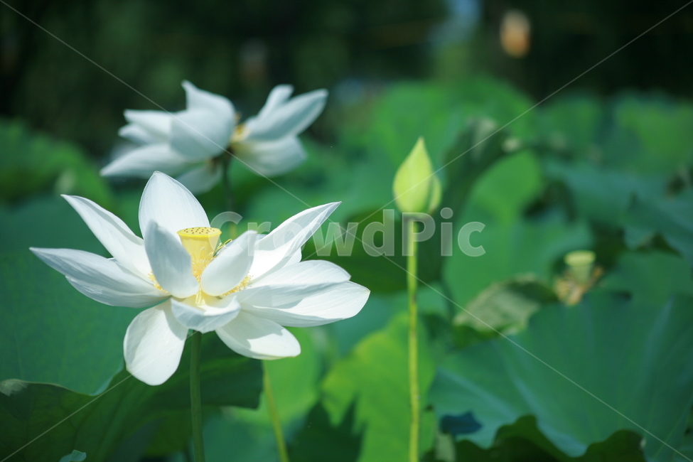 연꽃,궁남지,백련,홍련,연잎,식물,자연,plants,nature,꽃,flower