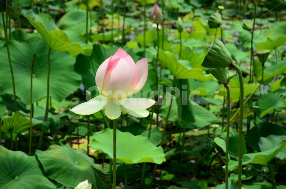 연꽃,연자방,수생식물,수련과,청결,신성,여러해살이풀,식물,자연,plants,nature,꽃,flower