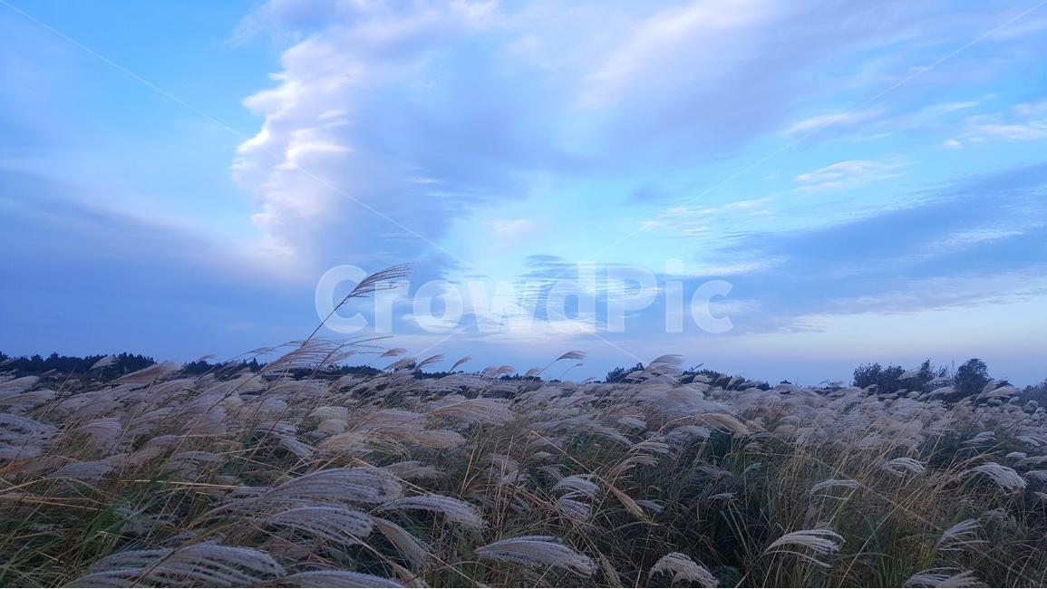 일출,노을,풍경,감성,제주,제주풍경,파란,하늘,구름,자연,자연,풍경,nature,landscape,색깔,색상,색채,색감,color sense,color sensitivity,feeling of color,grass,잔디,plant,식물,lawn,reed,갈대