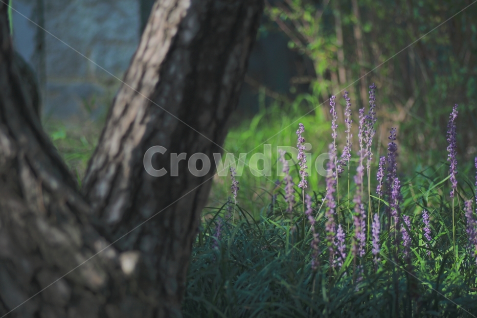 보라색,flower,식물,초록,화단,보케,공원,휴식,들꽃,식물,자연,plants,nature,꽃,flower