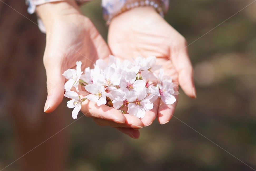 봄꽃,꽃,벚꽃,손,꽃잎,cherryblossom,spring,봄,식물,자연,plants,nature,꽃,flower,사람,인물,인간,human,person,신체일부,몸,body,감성,sensible,feeling