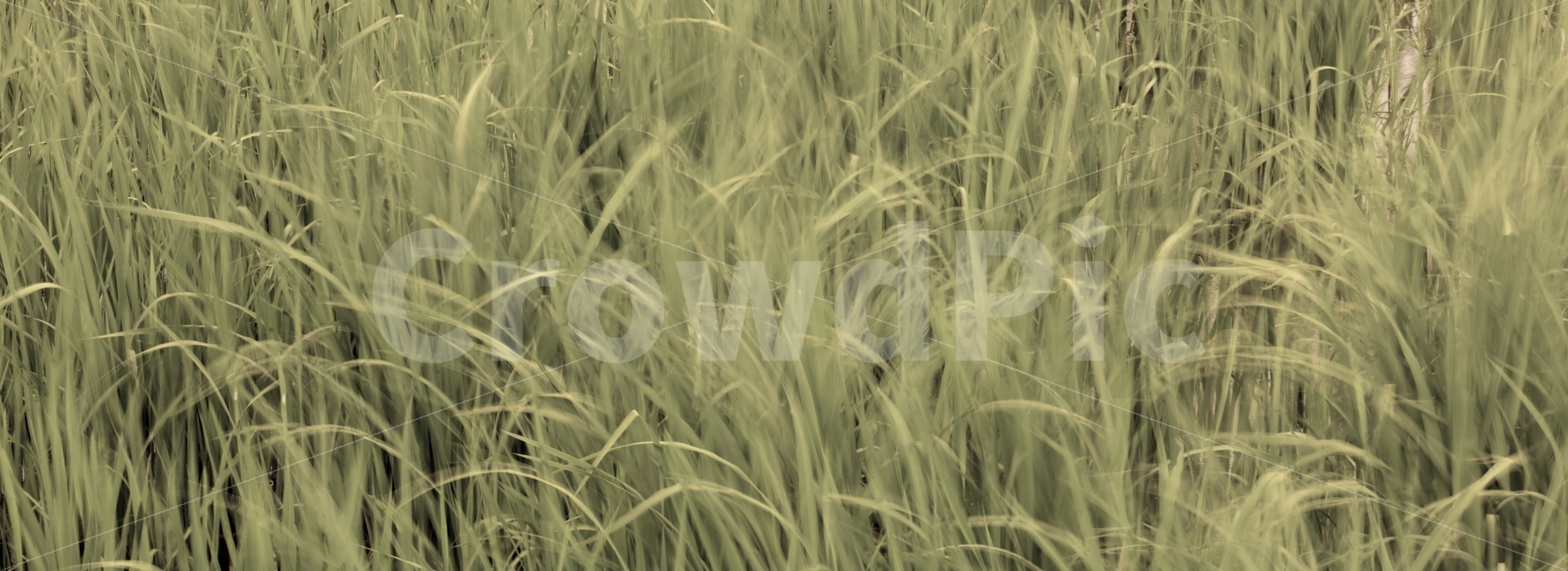풀,바람,흔들림,여유,살랑살랑,갈대,초록,식물,자연,plants,nature