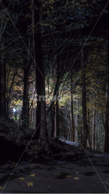 plant,식물,tree,나무,등산로,hikingtrail,trail,trekking,고근산,자연,풍경,nature,landscape