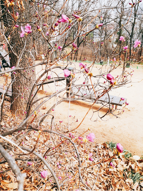 봄,진달래,공원,봉우리,분홍,산책로,나무,운동기구