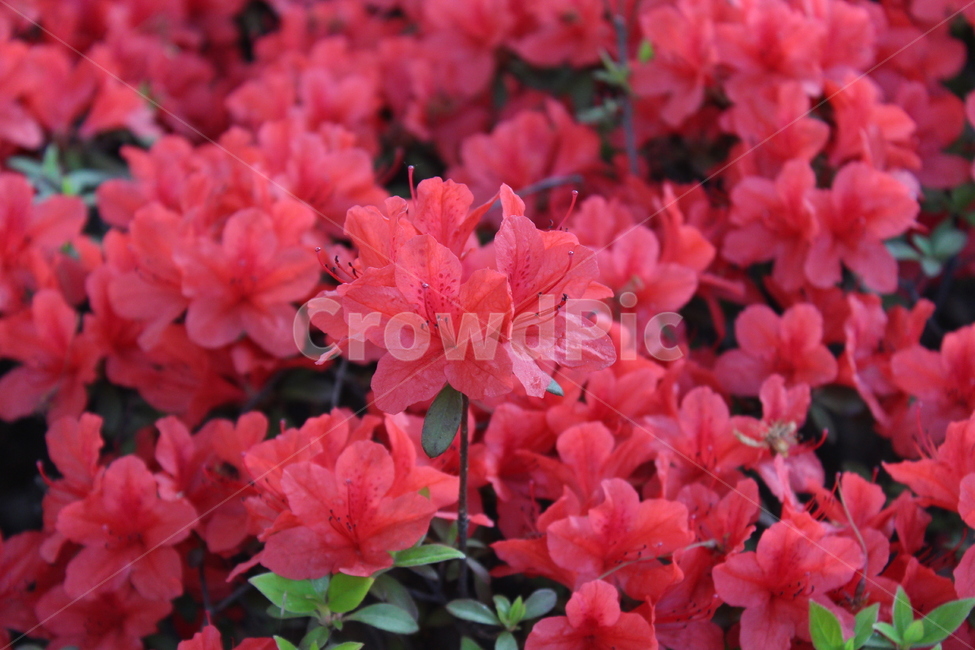 꽃,철쭉,야생화,길꽃,진달래,봄,계절,spring,season,식물,자연,plants,nature,꽃,flower,blossom,geranium,제라늄,plant