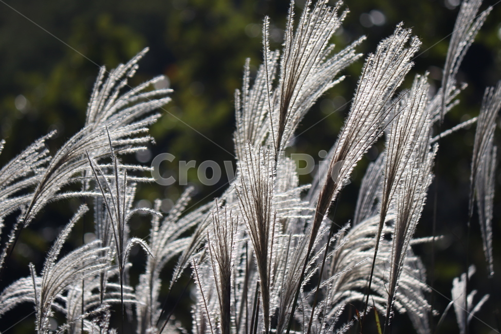 가을,억새,감성,자연,산,가을,계절,fall,autumn,season,nature,ice,빙,outdoors,옥외,snow,눈,frost,서리