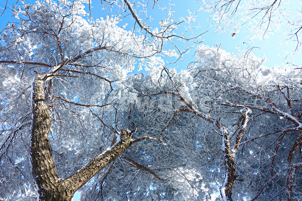 눈,눈꽃,설경,자연,겨울,snow,겨울,계절,winter,season