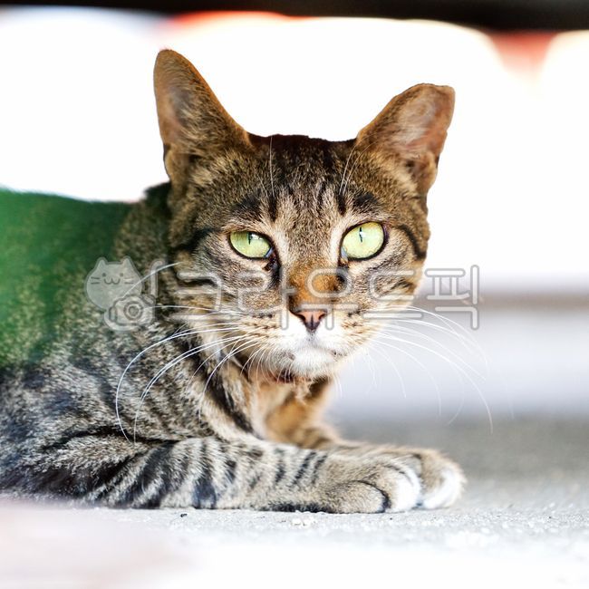 Meow,wild animals,Pets,pet cat,stray cat,mammal,cat,animal,mammalia,pet