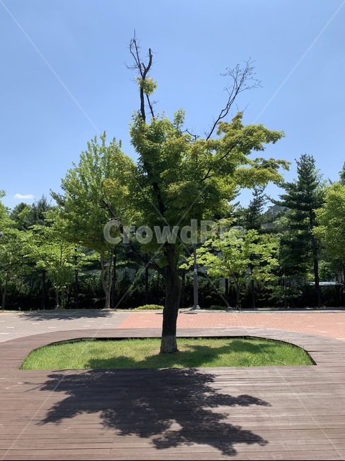 나무,자연,숲,봄,하늘,하늘색,힐링,그림자,공원,한그루