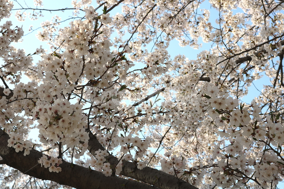 벚꽃,벚꽃나무,벚나무,꽃,나무,식물,장미과,봄,자연,흰꽃,봄,계절,spring,season,식물,자연,plants,nature,꽃,flower,plant,blossom,cherry blossom