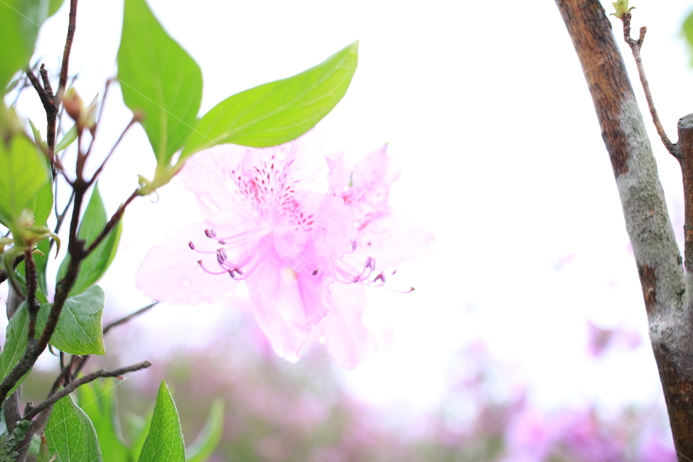 봄,비,봄비,철쭉,사라의기쁨,봄,계절,spring,season,식물,자연,plants,nature,꽃,flower,plant
