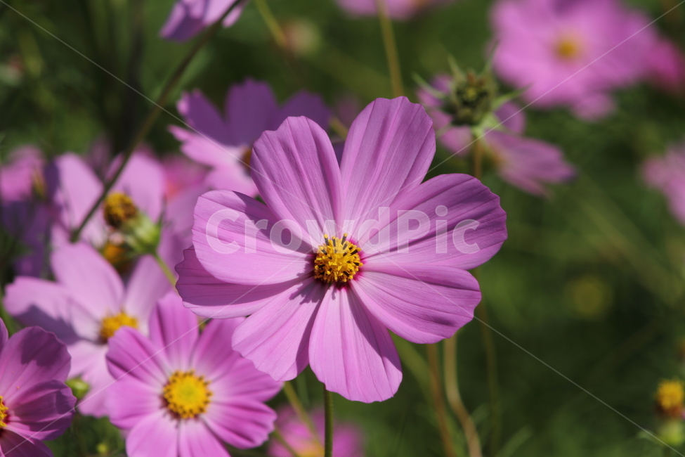 코스모스,꽃,식물,가을꽃,cosmos,가을,계절,fall,autumn,season,식물,자연,plants,nature,꽃,flower,plant