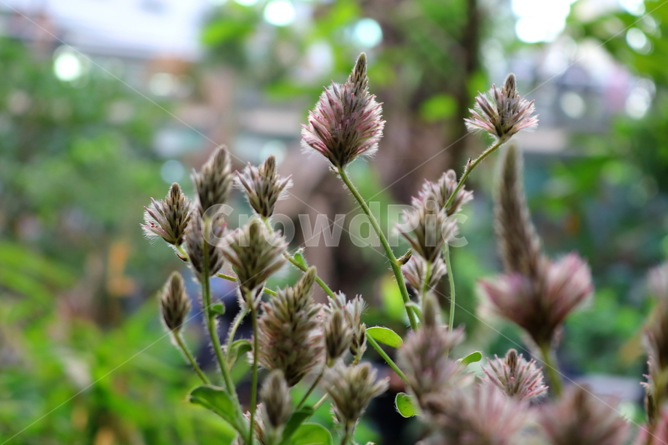 프틸로투스,꽃,프틸로투스꽃,비름과,식물,자연,식물원,식물,자연,plants,nature,꽃,flower