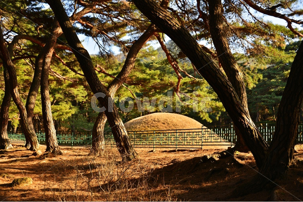 tree,나무,plant,식물,treetrunk,나무줄기,outdoors,옥외,경주,배동,삼릉,삼릉소나무,소나무
