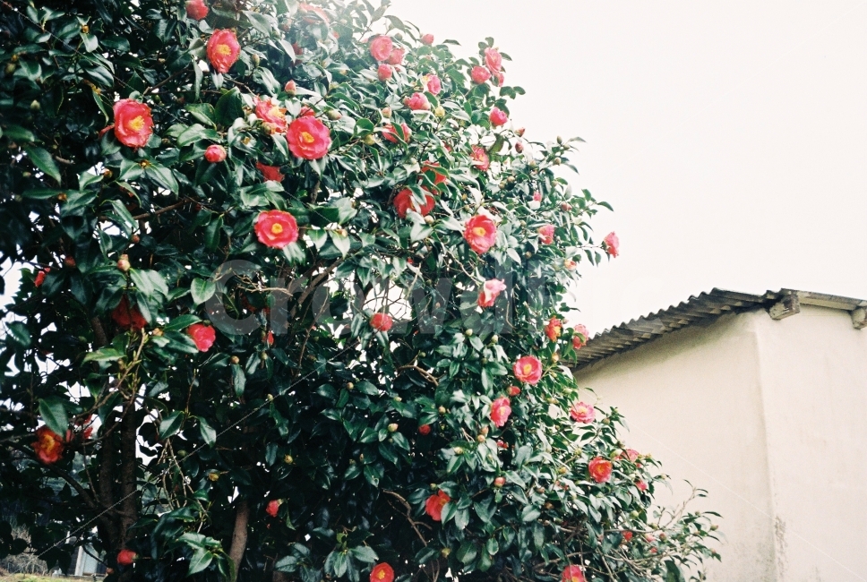 제주,겨울,동백,동백꽃,camellia,꽃,flower,filmphotography,감성,식물,자연,plants,nature,꽃,flower,감성,sensible,feeling