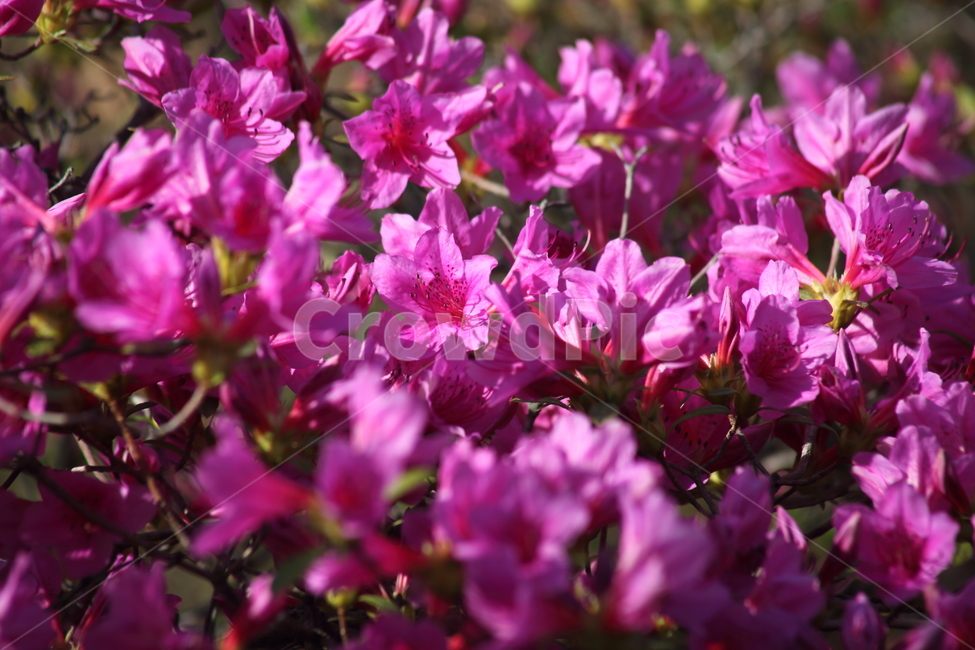 철쭉,꽃,봄,rhododendronschlippenbachii,royalazalea