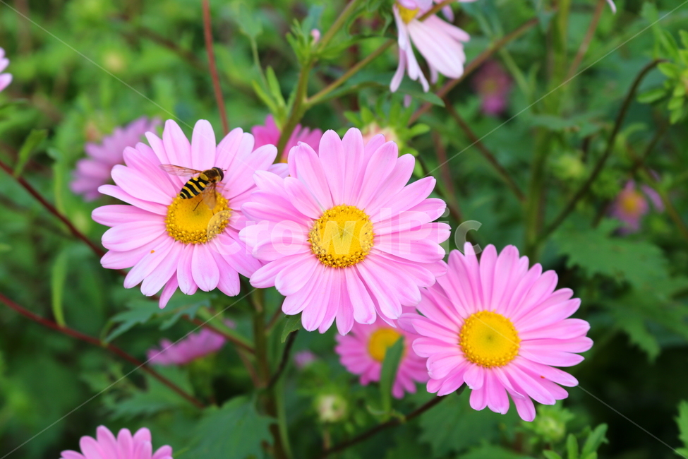 꽃,과꽃,국화과,식물,자연,취국,벽남국,추모란,벌,꿀벌,곤충,식물,자연,plants,nature,꽃,flower,동물,animal,곤충,벌레,insect,bug