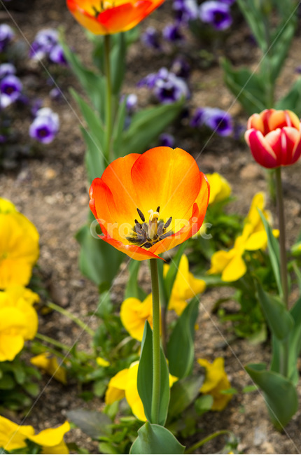 식물원,튤립,정원,tulip,식물