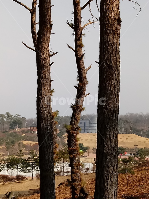 나무,나무가지,wood,잔디,tree,소나무,경치,공원