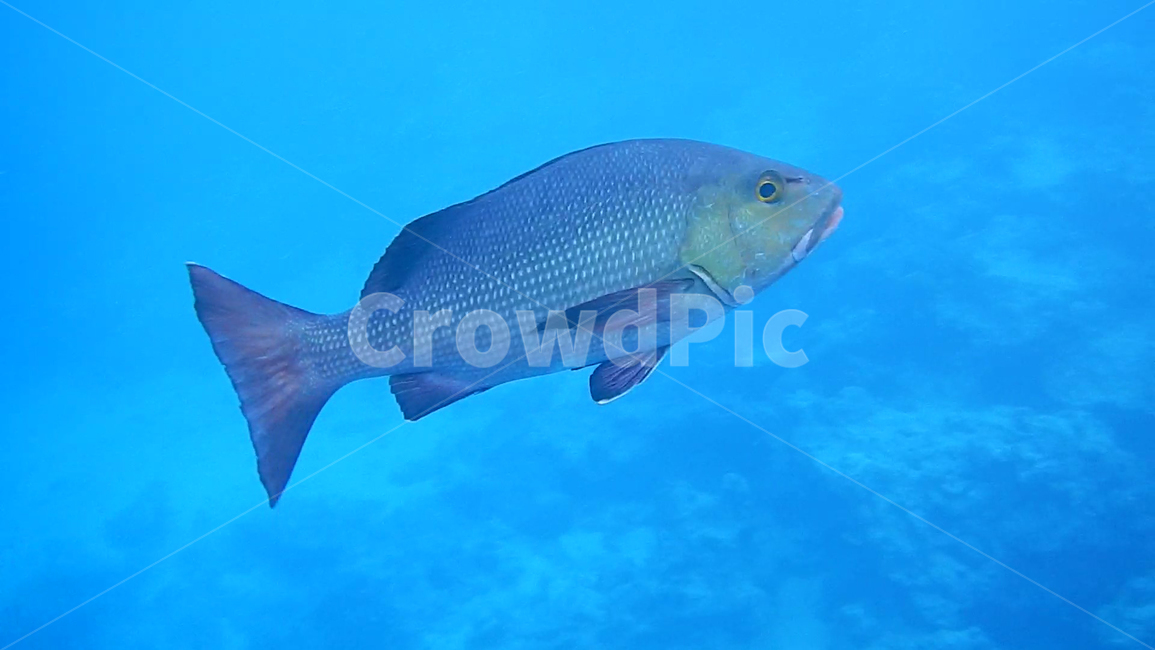 물고기,피쉬,fish,fresh,회,싱싱한,스쿠버다이빙,파랑색,횟집,바다,바닷속,greatbarrierreef,그레이트배리어리프,수영,sea,ocean,아쿠아,nature,동물,animal,어류,물고기,fish