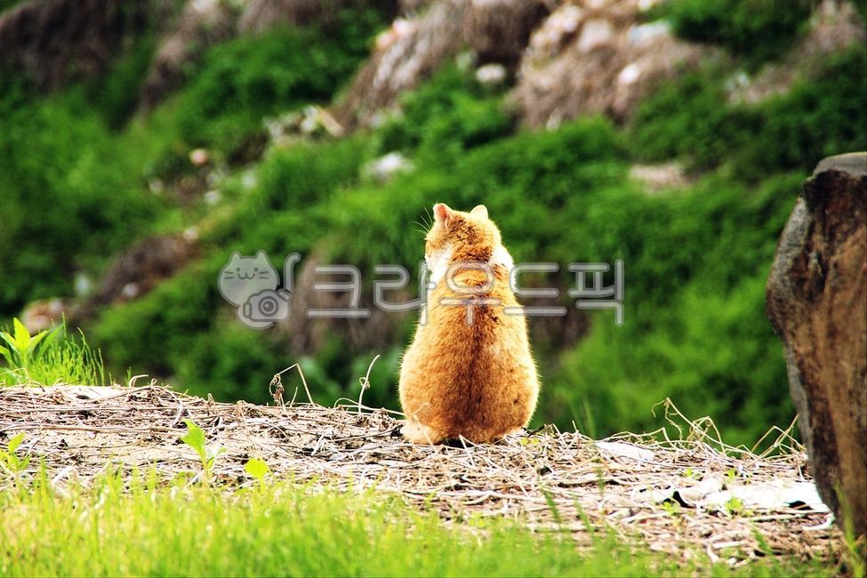 Cat,surrounding animals,romantic cat,nature,back view
