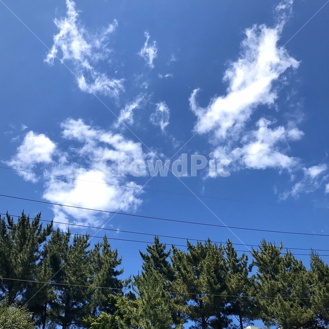 하늘,sky,하늘색,구름,나무,전선,cloud,여름
