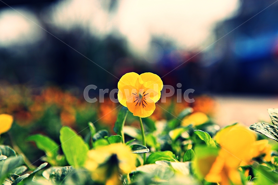 봄꽃,꽃,식물,자연,배경,식물,자연,plants,nature,꽃,flower