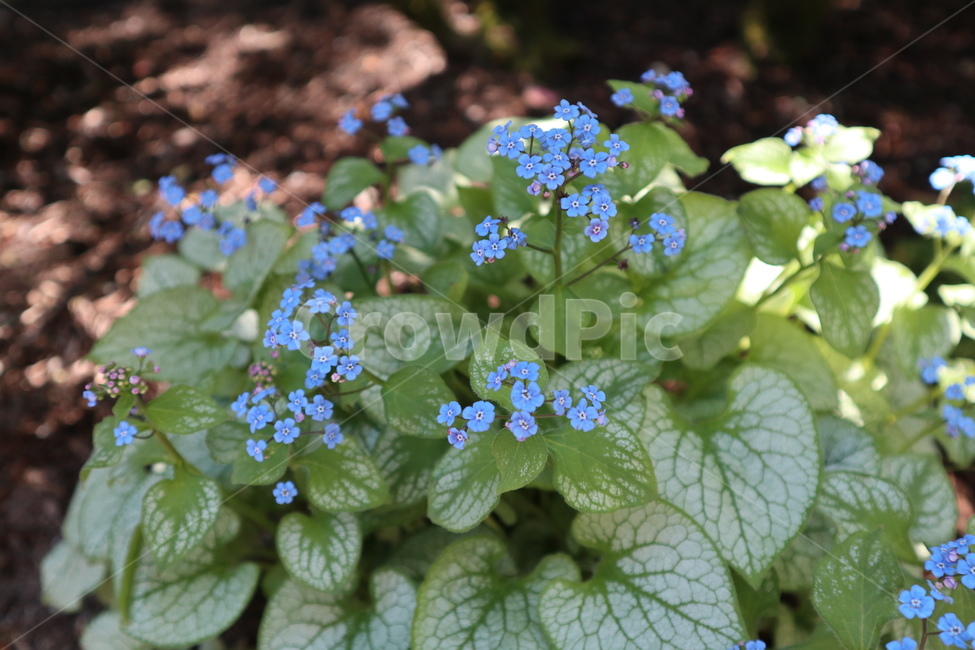 꽃,봄꽃,작은꽃,풀꽃,블루꽃,식물,자연,plants,nature,꽃,flower
