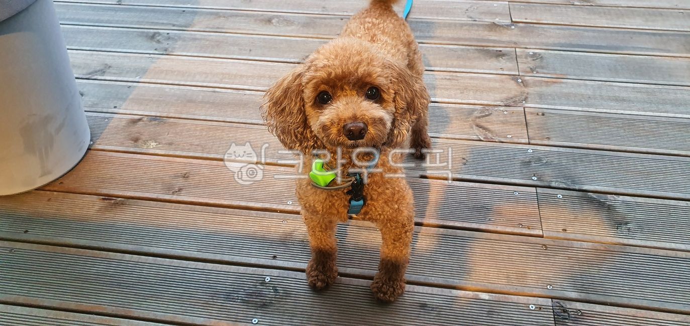 강아지,개,갈색푸들,애완동물,푸들