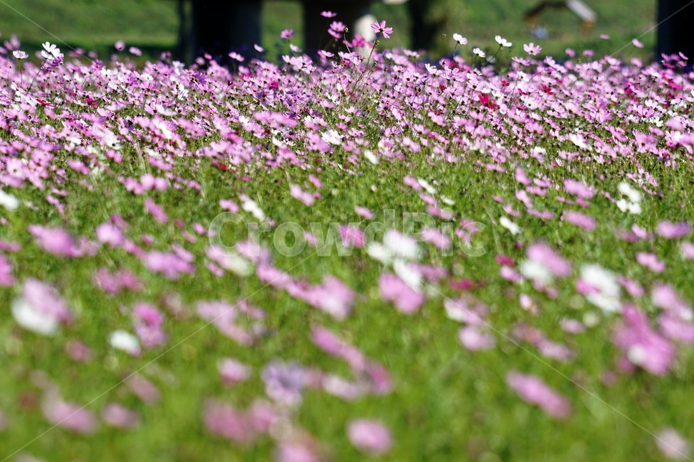 코스모스,가을,꽃,자연,식물,cosmos,nature,fiower,green,pink,가을,계절,fall,autumn,season,식물,자연,plants,nature,꽃,flower,blossom,petal,꽃잎,plant