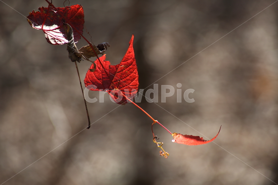 단풍,잎,식물,가을,redleaves,가을,계절,fall,autumn,season,leaf,plant