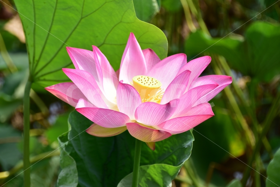 상림,연꽃,함양상림,핑크연꽃,여름연꽃,식물,자연,plants,nature,꽃,flower