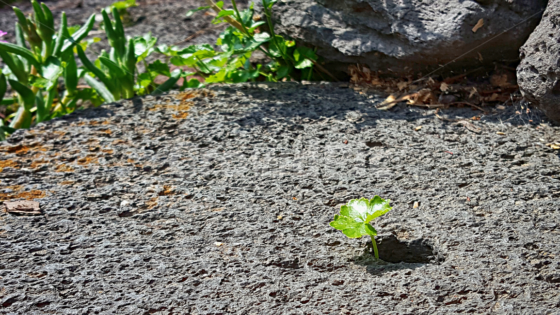 ground,바닥,plant,식물,leaf,잎,gravel,자갈,road,도로,dirtroad