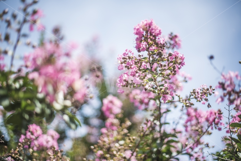 베롱나무,백일홍,꽃,분홍꽃,여름꽃,식물,자연,plants,nature,꽃,flower,감성,sensible,feeling