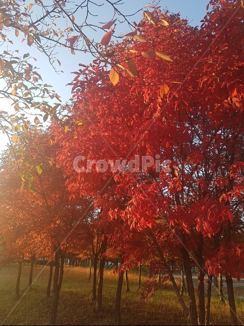 가을,낙옆,길,하늘,침묵,가을,계절,fall,autumn,season,자연,풍경,nature,landscape,leaf,잎,plant,식물,tree,나무,maple,단풍