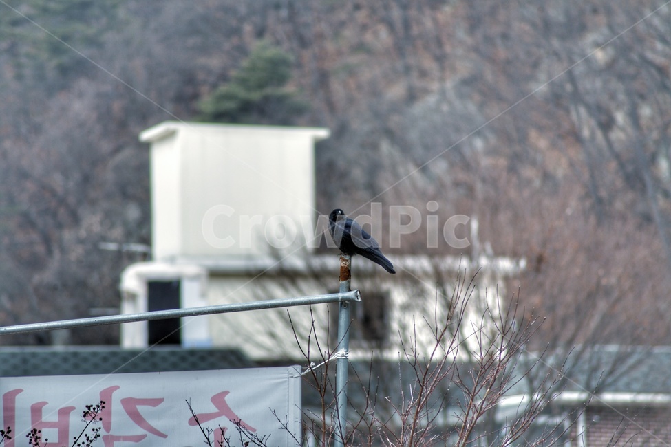새,까마귀,동물,animal,야생동물,동물,animal,조류,새,birds