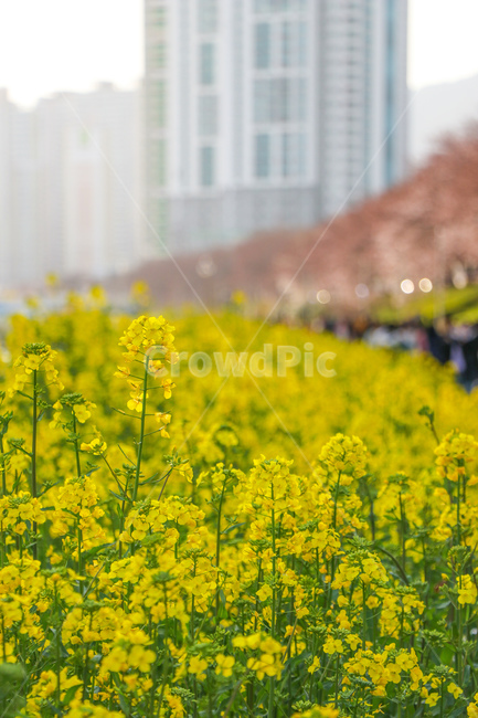 꽃,flower,blossom,nature,자연,outdoors,옥외,grassland,field,목초지