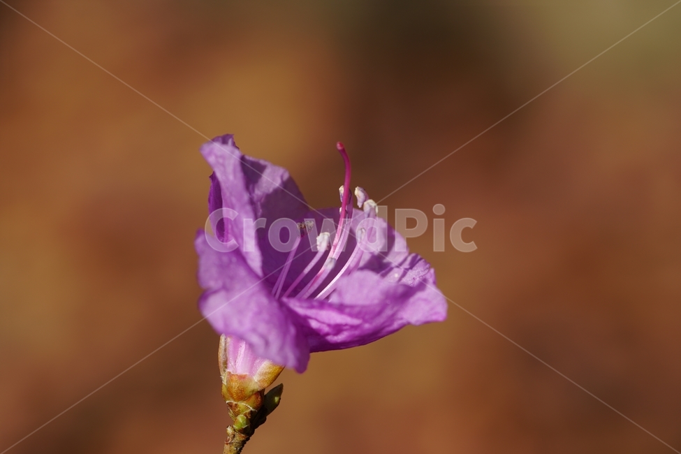진달래,진달래곷,플라워,flower,식물,plants,나뭇가지,자연,nature,봄꽃,꽃사진,접사,마크로,macro,closeup,클로즈업,풍경,landscape,spring,한국자연,입춘,4월,april,감성,감성사진,힐링,힐링사진,느낌,feel,feeling,snap,스냅,스냅사진,koreanrosebay,참꽃,두견화,자주색,속씨식물,쌍떡잎식물,Rhododendronmucronulatum,낙엽관목,봄,계절,spring,season,식물,자연,plants,nature,꽃,flower,blossom,geranium,제라늄,plant