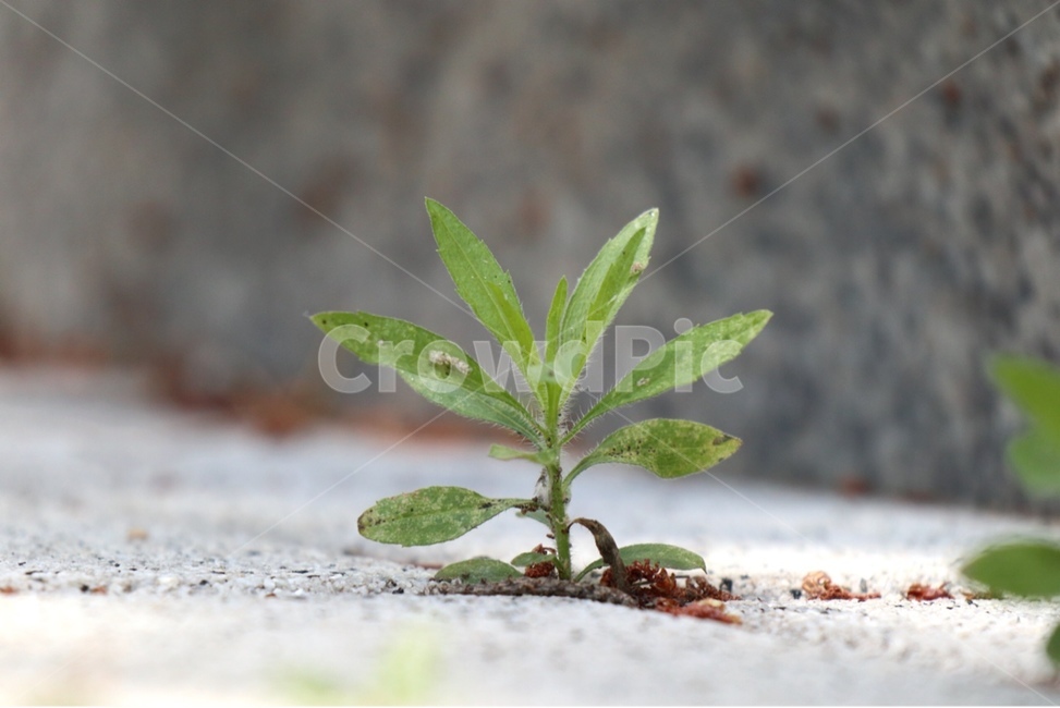 식물,보도블럭,의지,green,plant,leaf,식물,자연,plants,nature