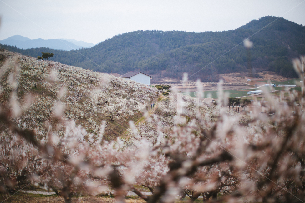 봄,매화,꽃,농장,자연,풍경,나무,봄,계절,spring,season,자연,풍경,nature,landscape,plant,식물