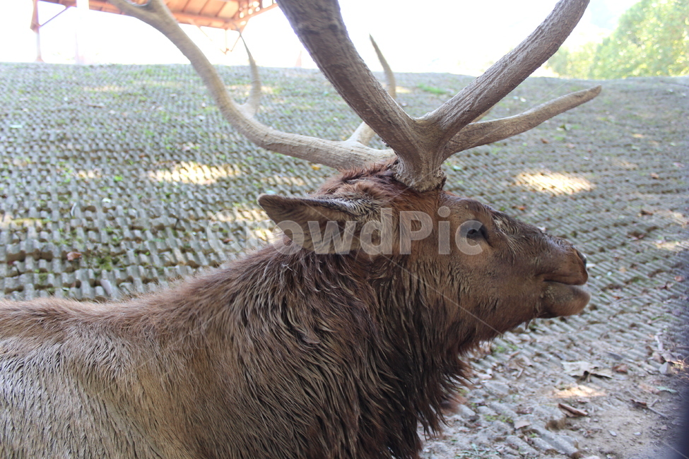 elk,고라니,animal,동물,mammal,포유류,wildlife,야생동물,deer,사슴,zoo,동물원,포유류,mammal