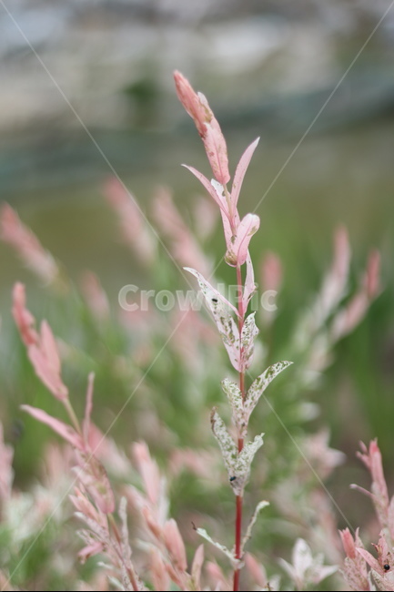 오색버드나무,자연,풍경,핑크,흰색,봄,식물,자연,plants,nature