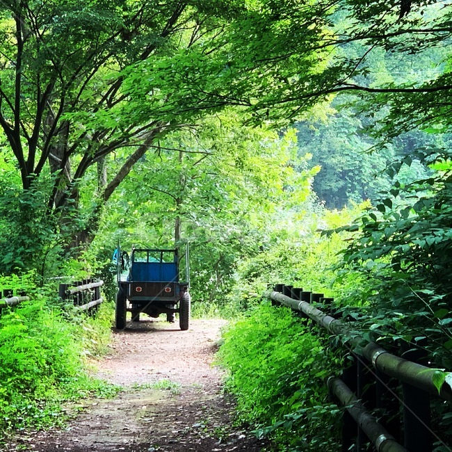 road,산길,도로,경운기,나무,오솔길,풍경,landscape,햇살,녹색