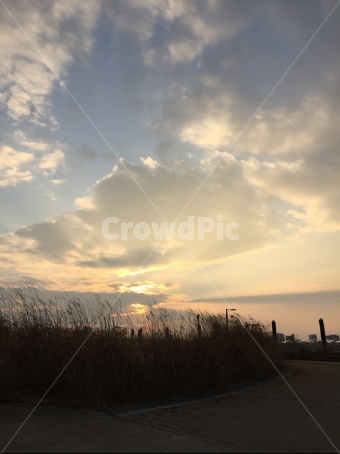하늘,nature,자연,옥외,sky,갈대,식물,풍경,노을