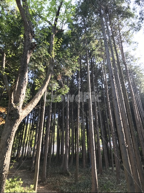 자연,나무,산소,산책,맑은공기