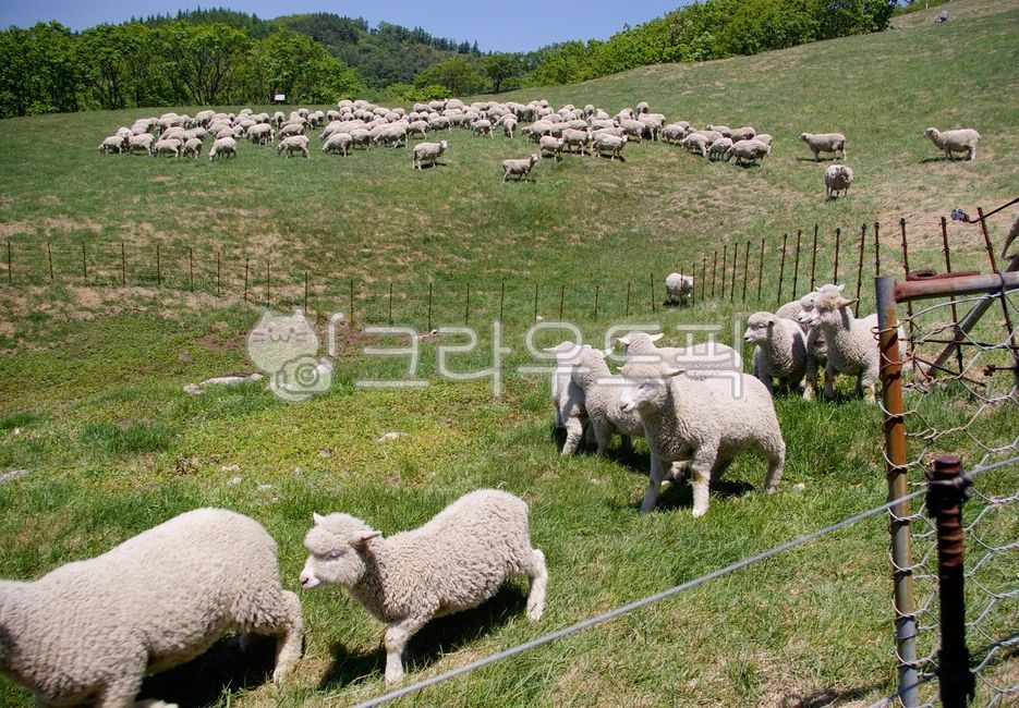 forest,nature,tree,sheep ranch,flocks of sheep,healing,mountain,field,grass,green trees,farm,animal,flock of sheep,animals,pasture,sheep