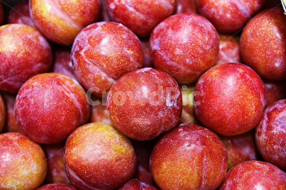 자두,빨강,수확,싱싱한,과일,음식,식재료,요리,먹거리,가을,추수,과일,열매,fruit