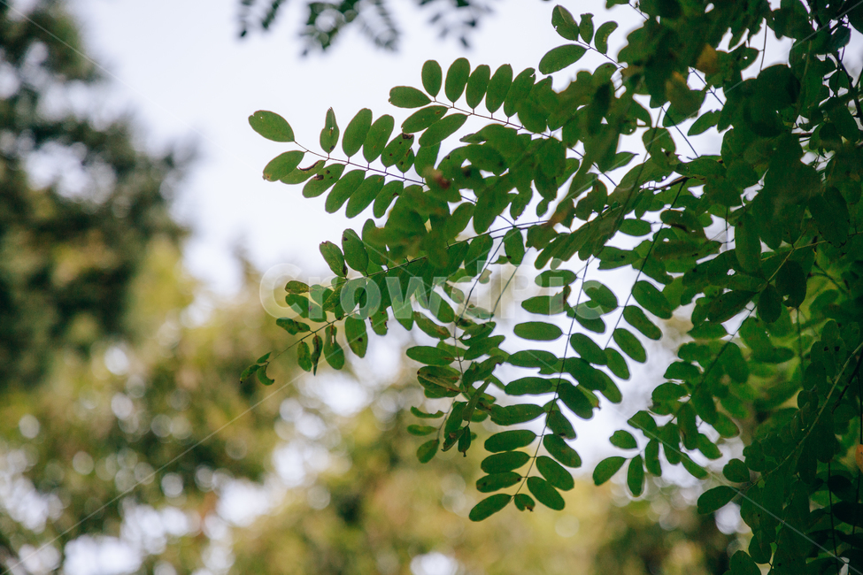 자연,식물,초록,나무,싱그러운,햇살,햇볕,tree,식물,자연,plants,nature