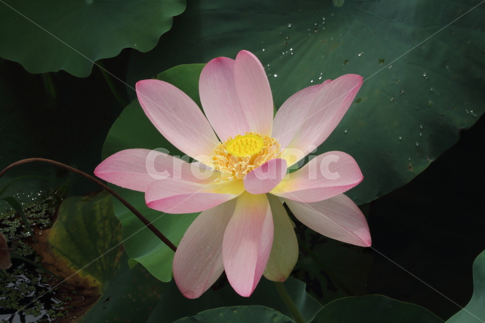 연,연꽃,식물,자연,lotus,식물,자연,plants,nature,꽃,flower
