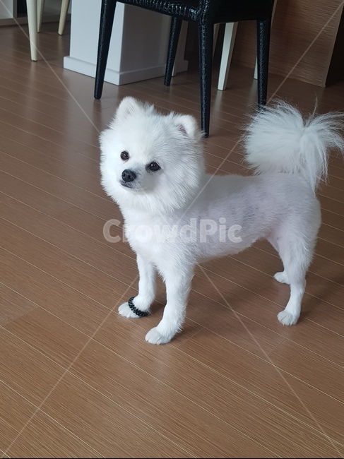 포메라니안,강아지,머리끈,포인트,멍때리기,관심제로,강아지산책,놀아주기,동물,animal,포유류,mammal,개,강아지,dog,doggy
